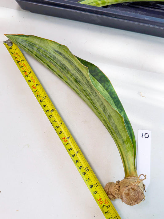 Sansevieria Masoniana Bruda (rr) (10) | Masoniana Var x Eliptica Var