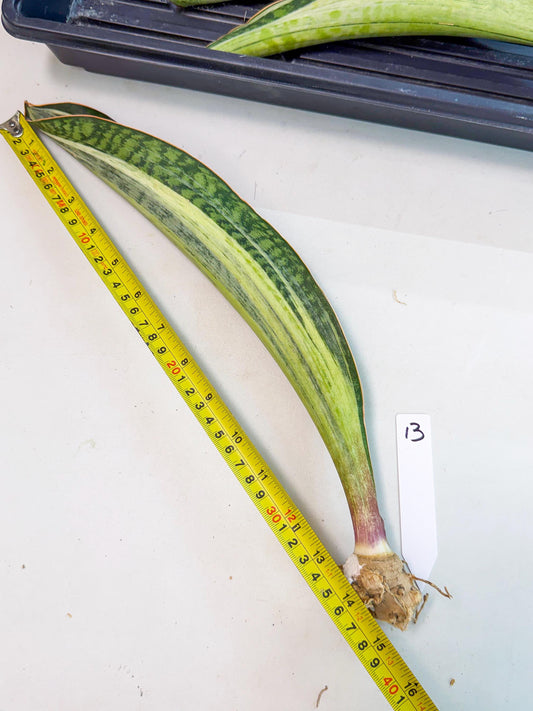 Sansevieria Masoniana Bruda (rr) (13) | Masoniana Var x Eliptica Var