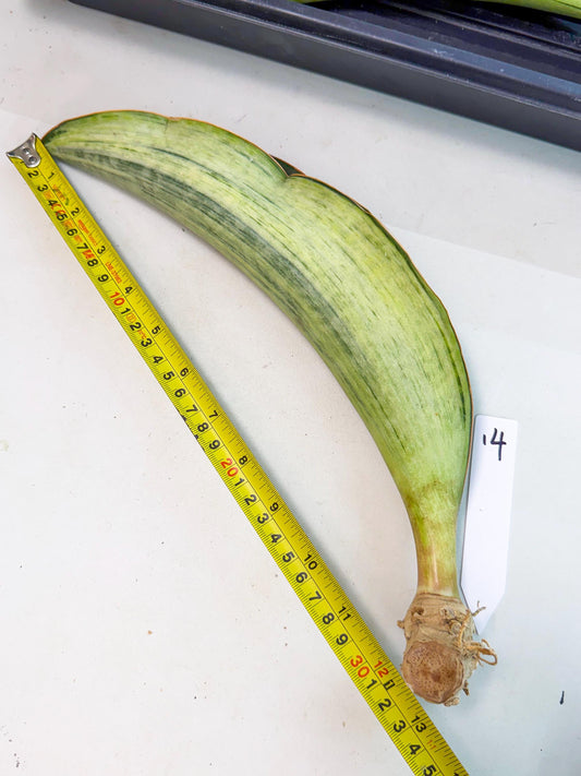 Sansevieria Masoniana Bruda (rr) (14) | Masoniana Var x Eliptica Var