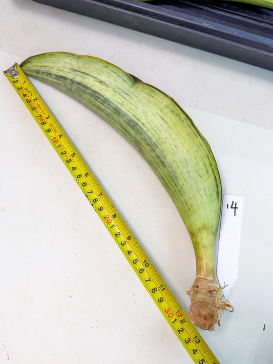 Sansevieria Masoniana Bruda (rr) (14) | Masoniana Var x Eliptica Var