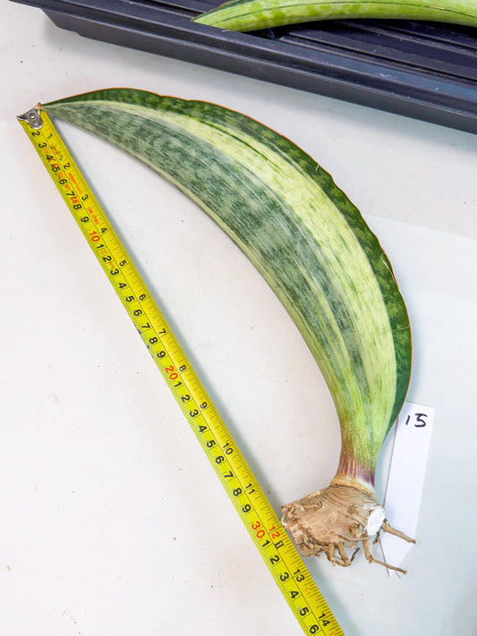 Sansevieria Masoniana Bruda (rr) (16) | Masoniana Var x Eliptica Var