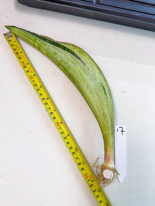 Sansevieria Masoniana Bruda (rr) (17) | Masoniana Var x Eliptica Var
