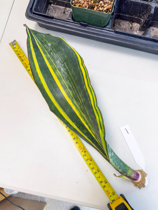 Sansevieria Macrophylla Var (1) | Very Rare Import