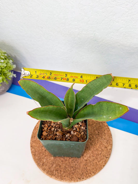 Sansevieria Rosalie (xL1) (1) | Rare Imported House Plants