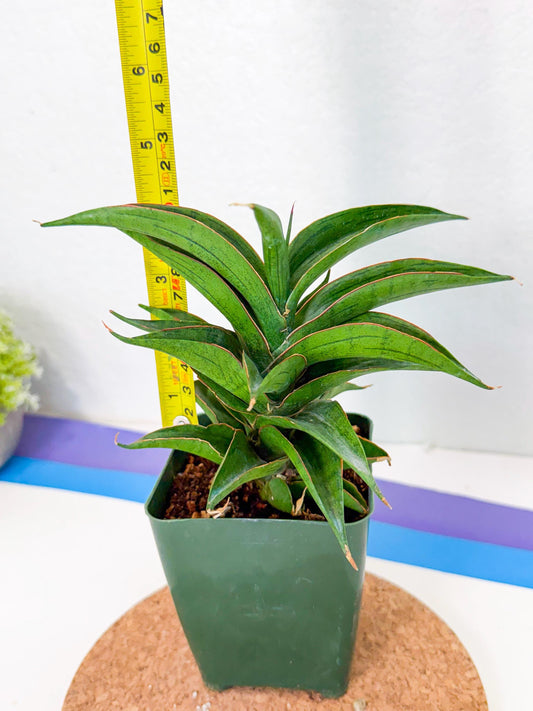 Sansevieria Zeleno Caj (xL1) (3) | Imported Plants
