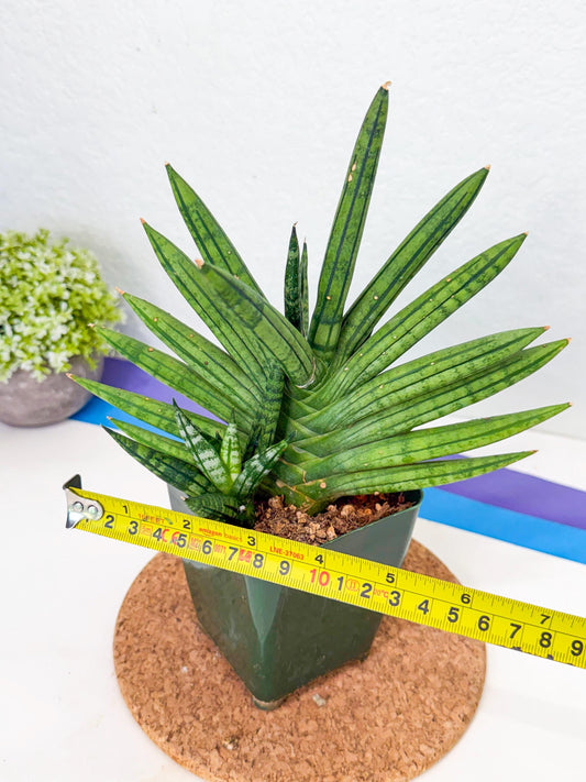 Sansevieria Zebra Tail (xl1) (5) | Imported Snake Plant