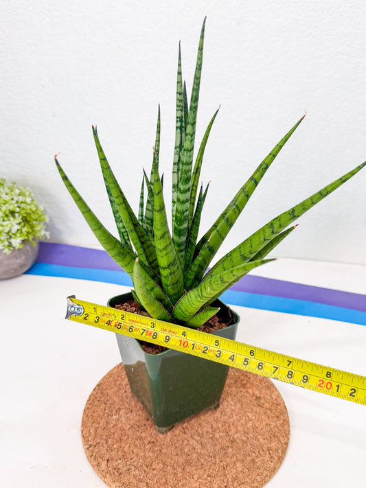Sansevieria Guletta (xl2) (1) | Rare Imported Hybrids
