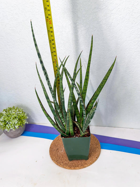 Sansevieria Crown up (xl2) (10) | Imported Sansevieria