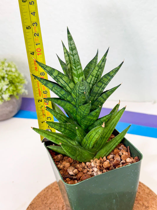 Mystery Plant (xl3) (8) | Discounted