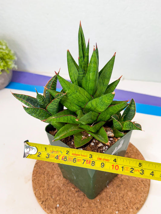 Sansevieria Snow Lotus (xl3) (10) | Imported Plant