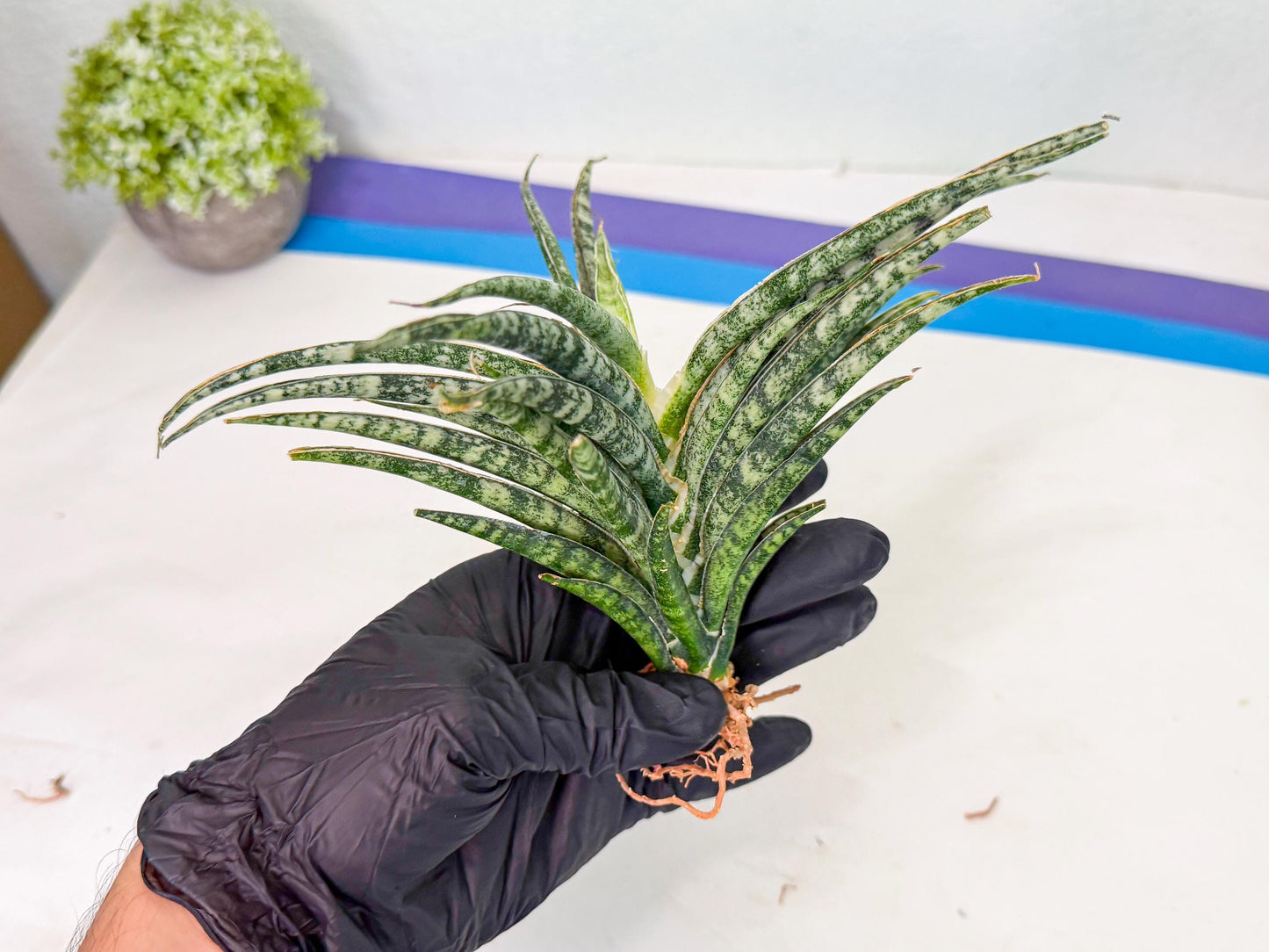 Sansevieria Skinary (1) | Rare Hybrids