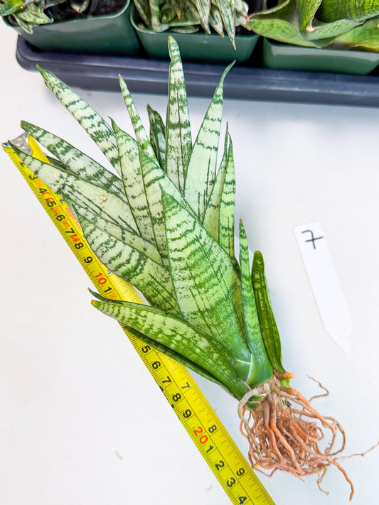 Sansevieria Firework (7) | Rare Hybrids