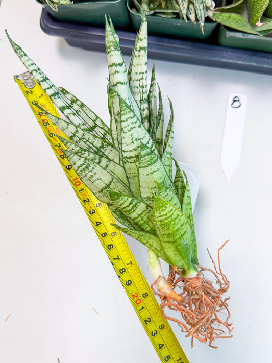 Sansevieria Firework (8) | Rare Hybrids