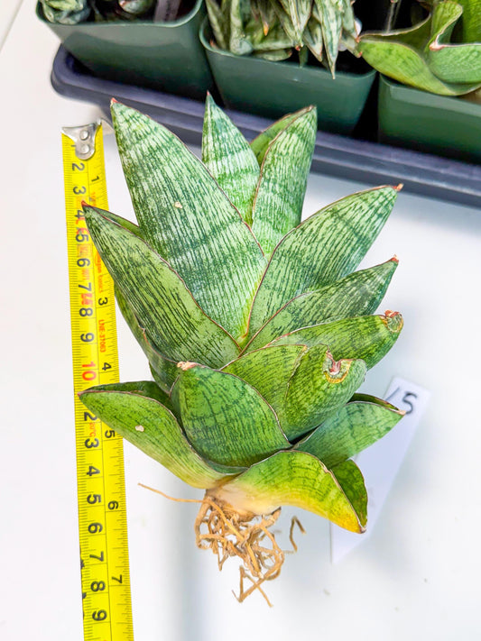 Sansevieria Andromeda (15) | Rare Import