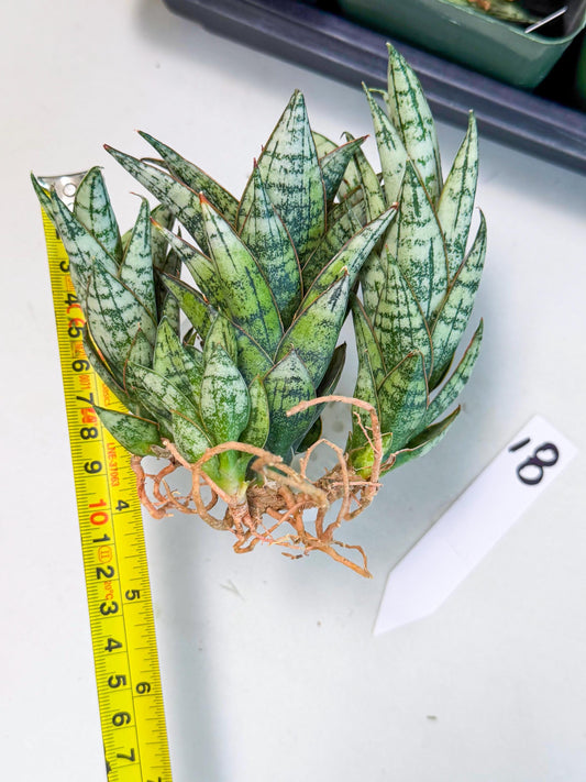 Sansevieria Margarita (18) | Imported House Plants