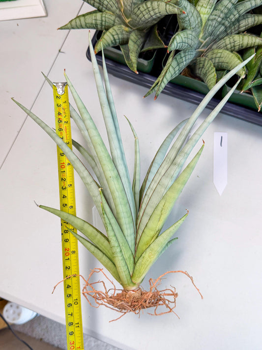 Sansevieria Viranda (1) | Imported hybrids
