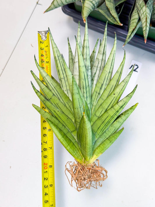 Sansevieria Nakhon Luang (12) | Rare Hybrid