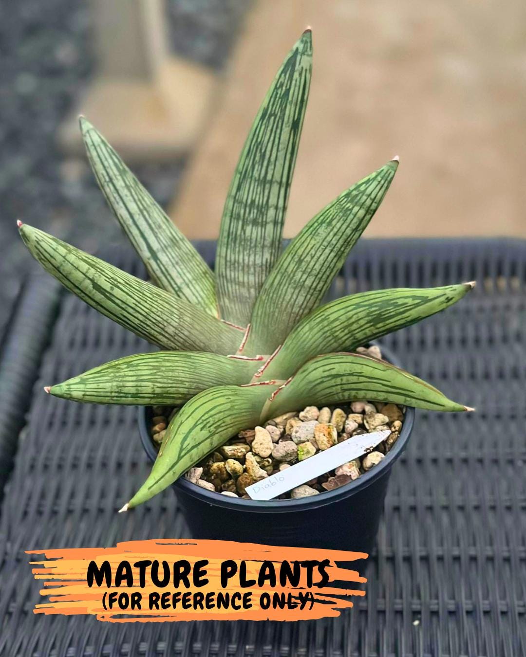 Sansevieria Diablo (3) | Very New hybrids