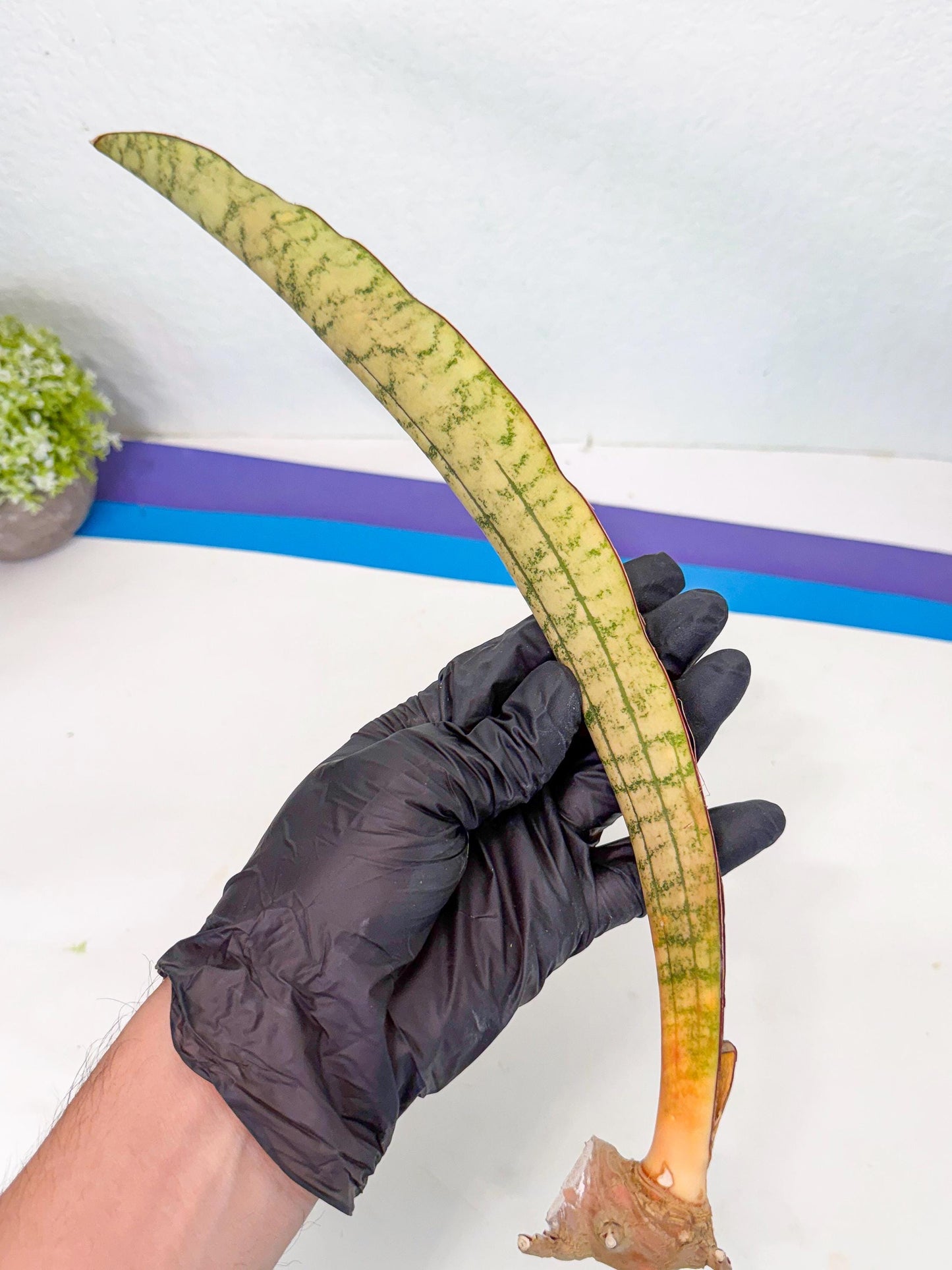 Sansevieria Kirkii Pepito (4) | Rare House Plant