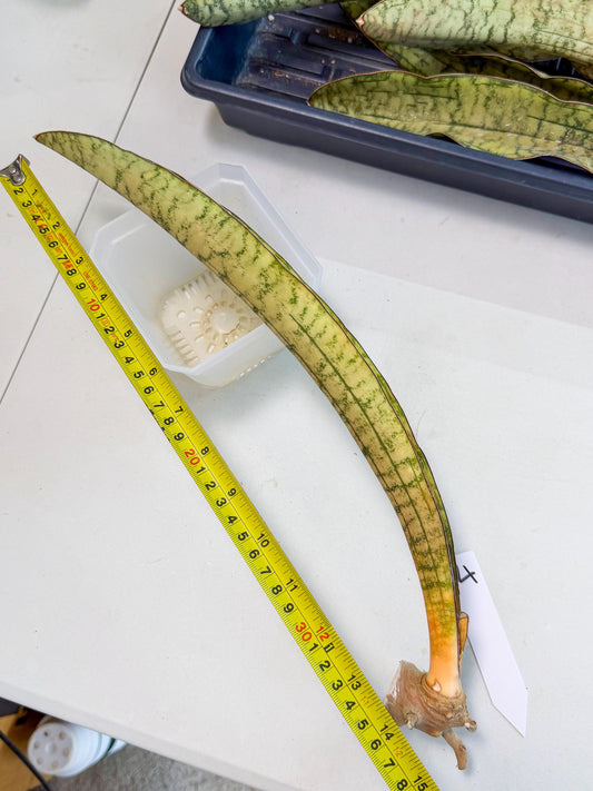 Sansevieria Kirkii Pepito (4) | Rare House Plant