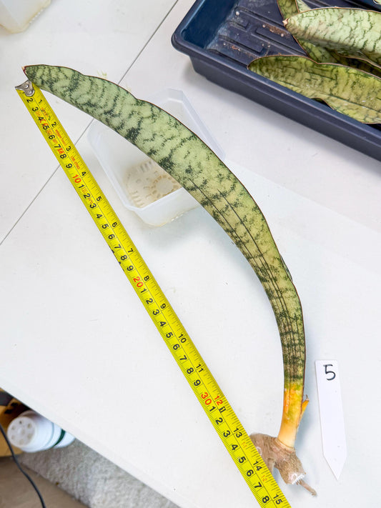 Sansevieria Kirkii Pepito (5) | Rare House Plant