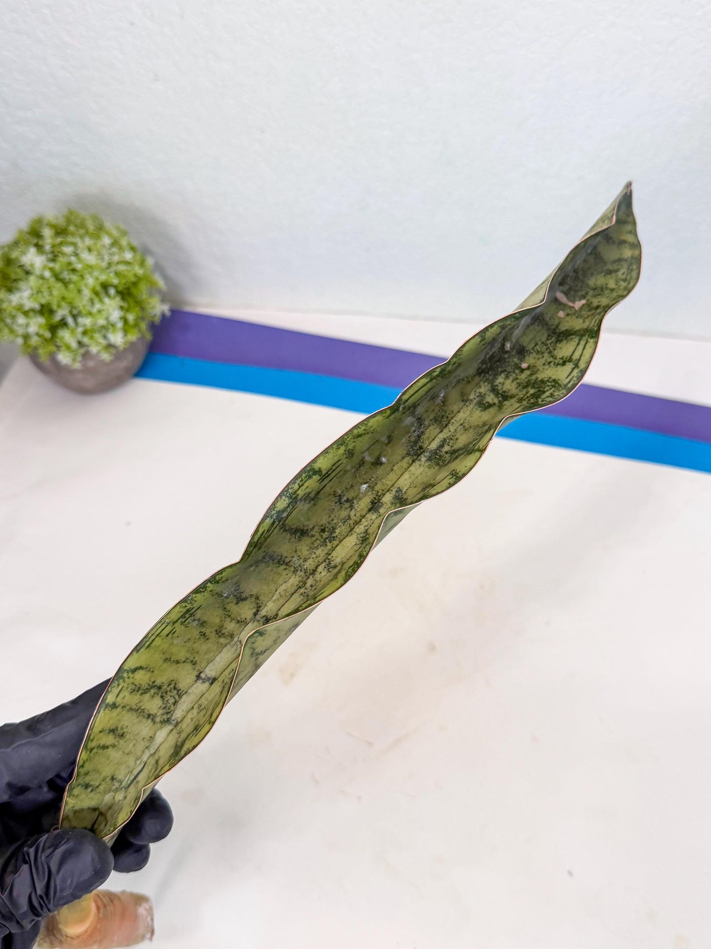 Sansevieria Kirkii Pepito (5) | Rare House Plant