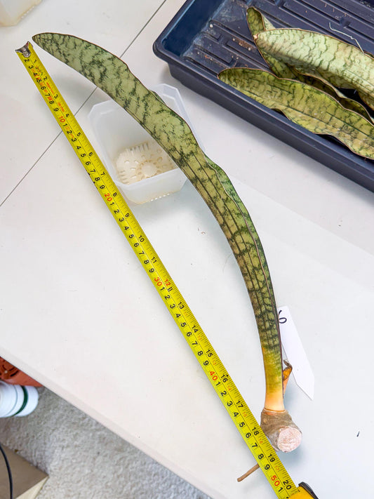 Sansevieria Kirkii Pepito (6) | Rare House Plant