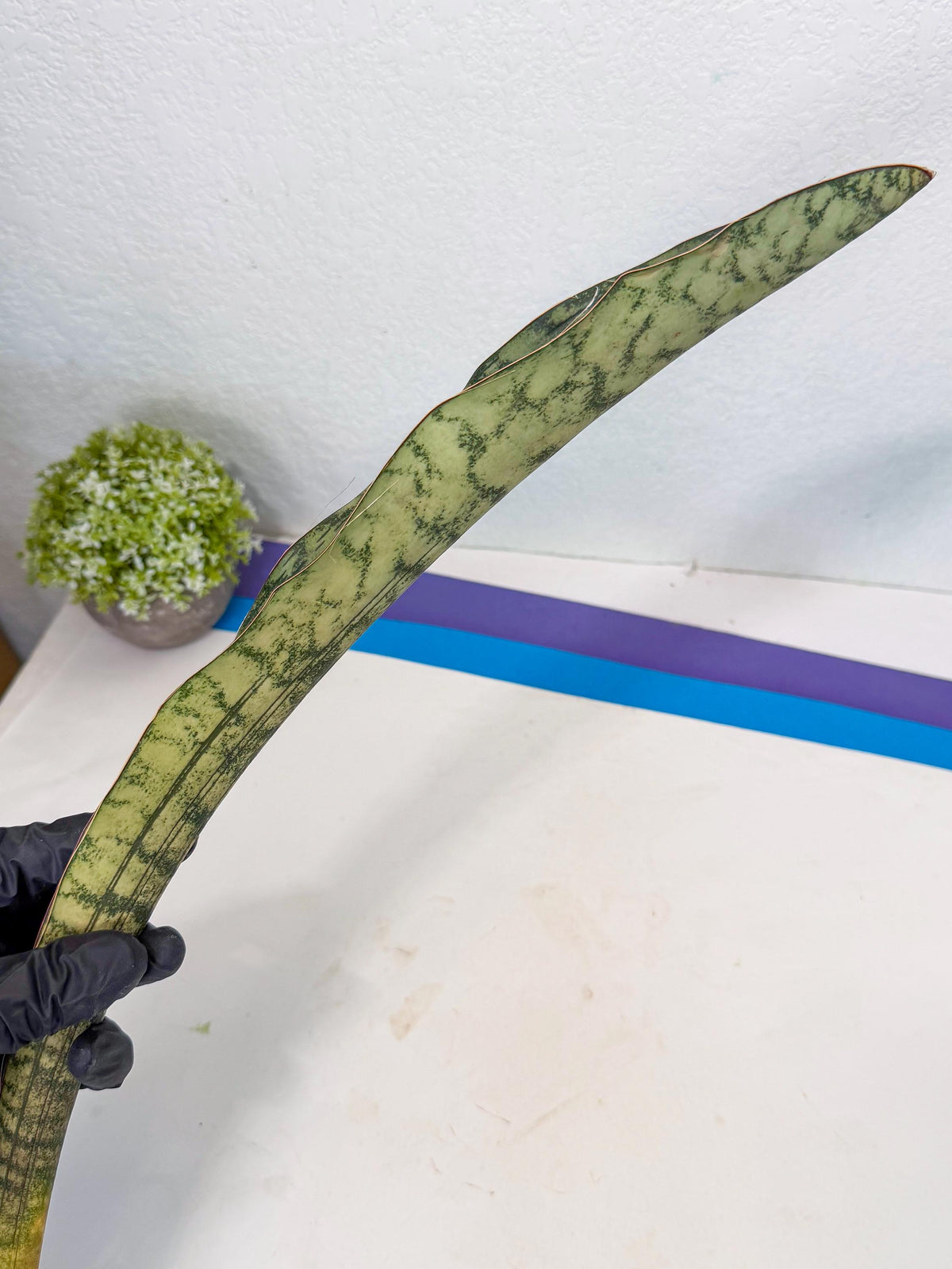 Sansevieria Kirkii Pepito (6) | Rare House Plant