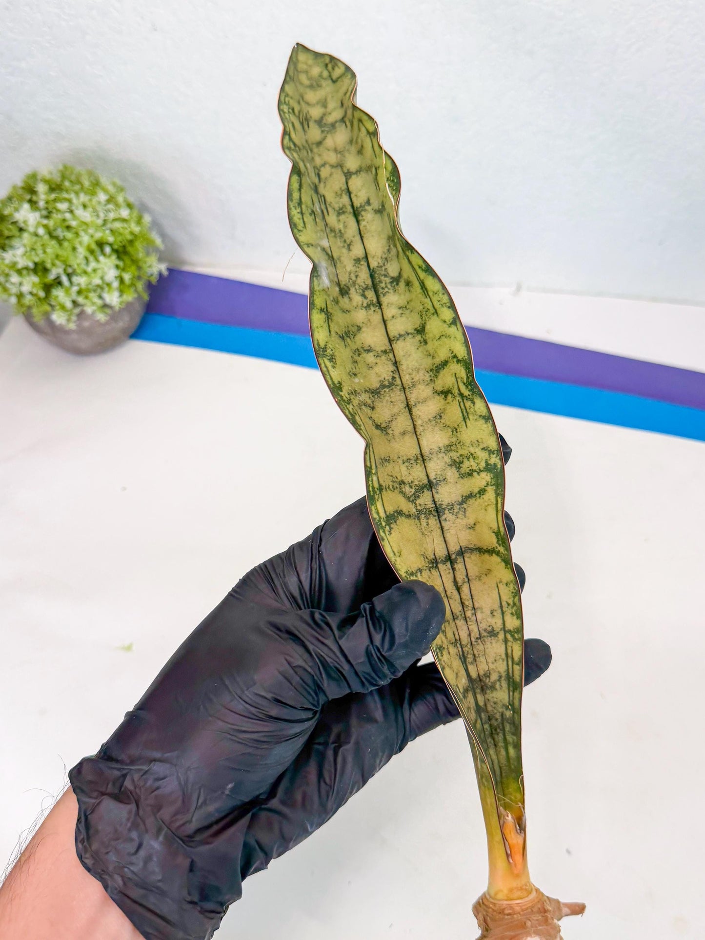 Sansevieria Kirkii Pepito (10) | Rare House Plant