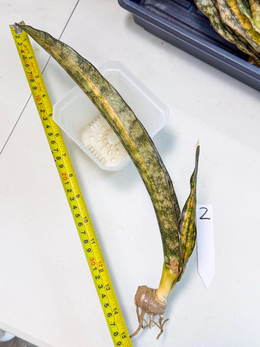 Sansevieria Kirkii Coppertone Var (2) | For Advanced Grower