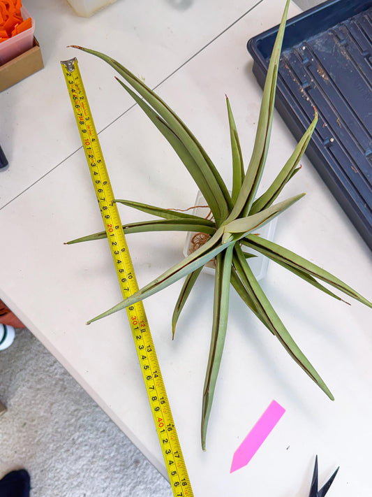Sansevieria Chao Praya (p) | Rare Snake Plant