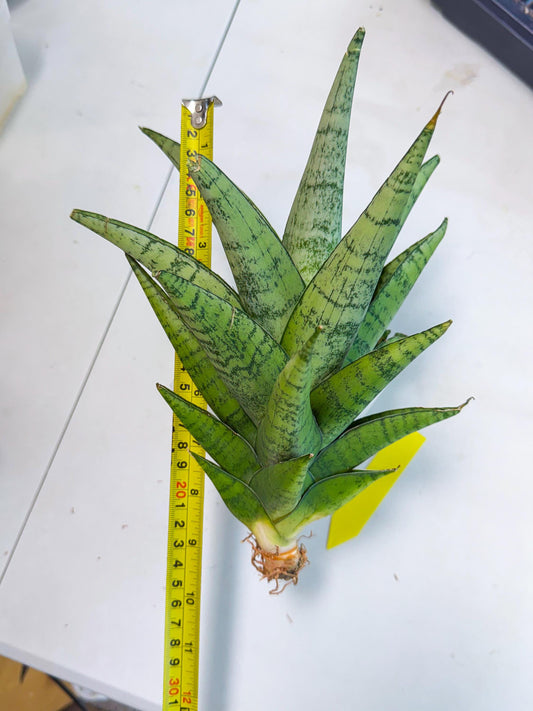 Sansevieria Piano (y) | Imported Indoor Snake Plant