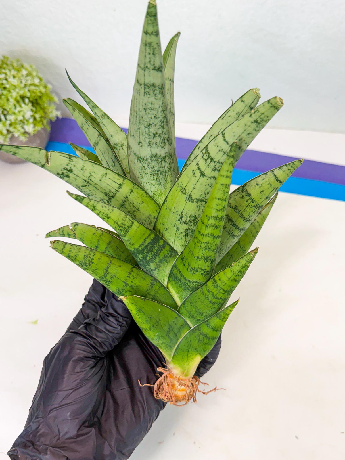 Sansevieria Piano (y) | Imported Indoor Snake Plant