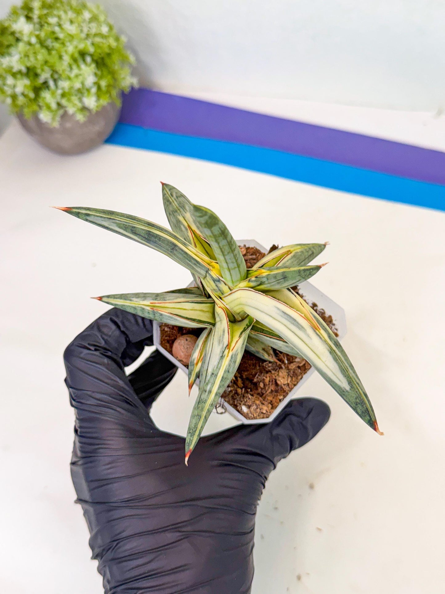 Sansevieria Blue Clone White Var (p) | Exact Plant From Listing