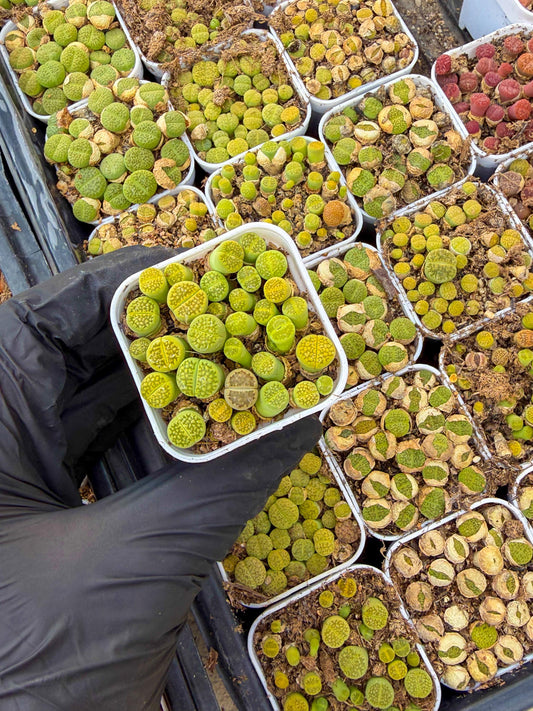 Green Lithops (pp) | In 2inch Pots