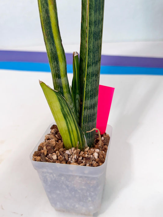 Sansevieria Trifasciata Parva Stick Var (p) | sale