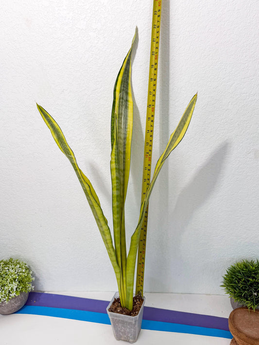 Sansevieria Craigii Mutation (10) | Rare Hybrid Snake plant