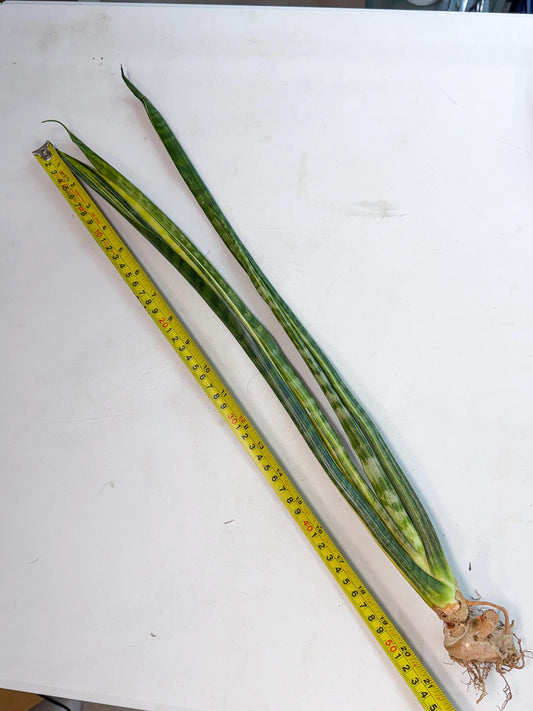 Sansevieria Parva Var (4) | Rare Hybrid Snake plant