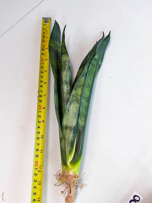 Sansevieria Frozen (8) | Rare Hybrid Snake plant