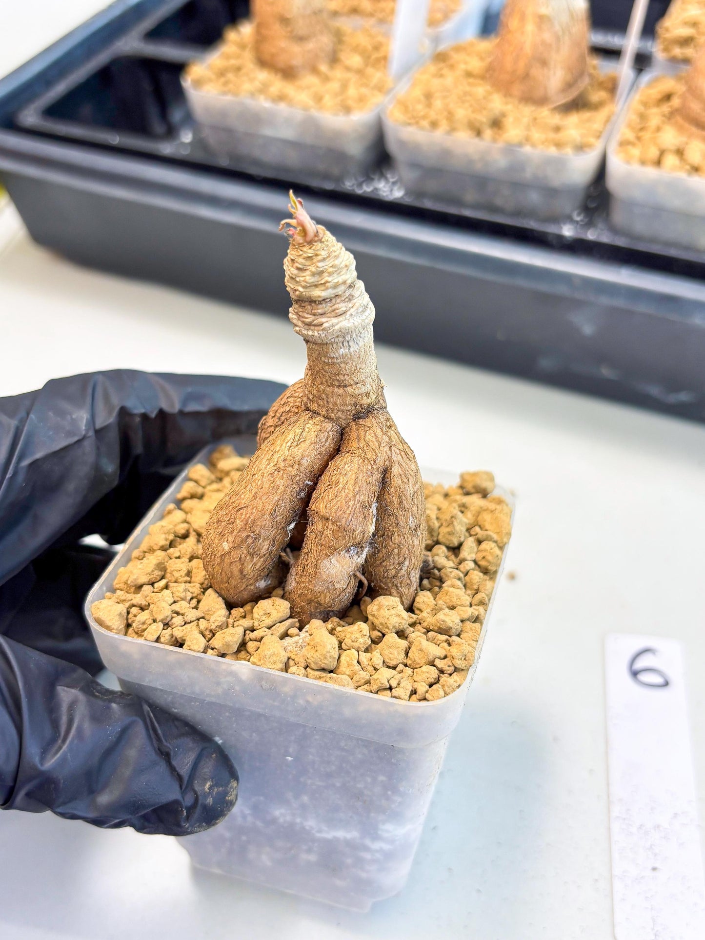 Rare Labatii Plant (6) | Rare House Plant