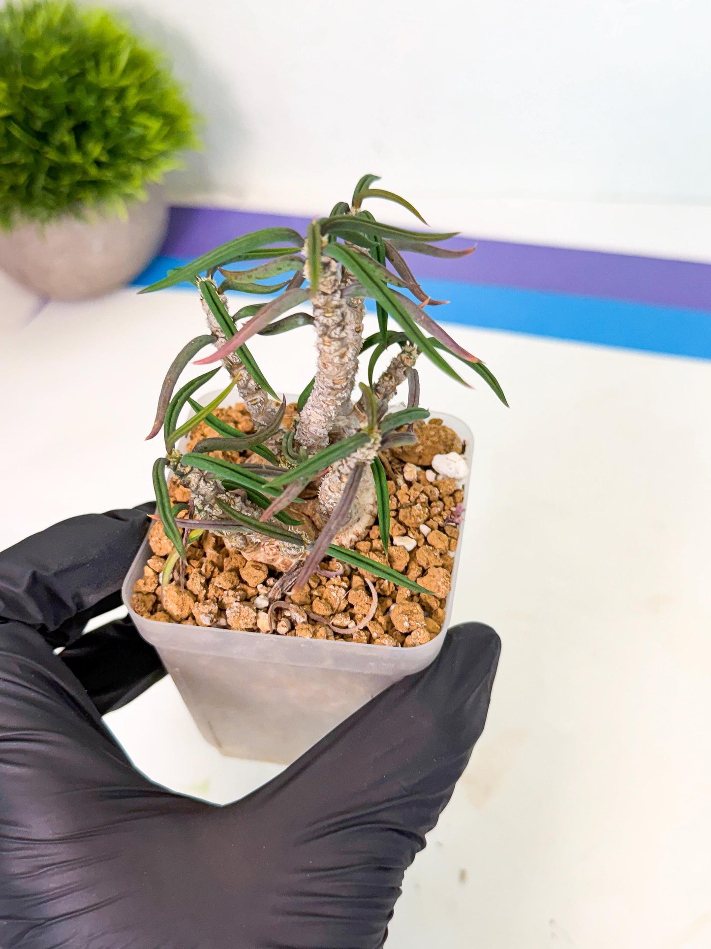 Rare Succulents (4) | Assorted Succulent | Indoor Cactus