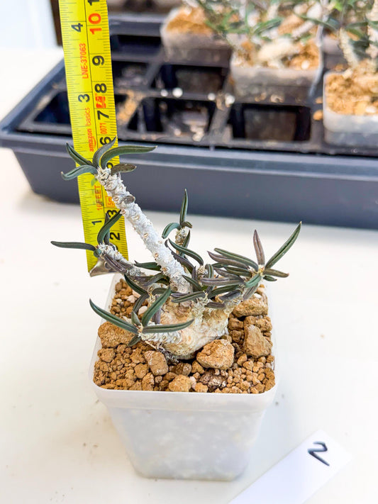 Rare Succulents (2) | Assorted Succulent | Indoor Cactus