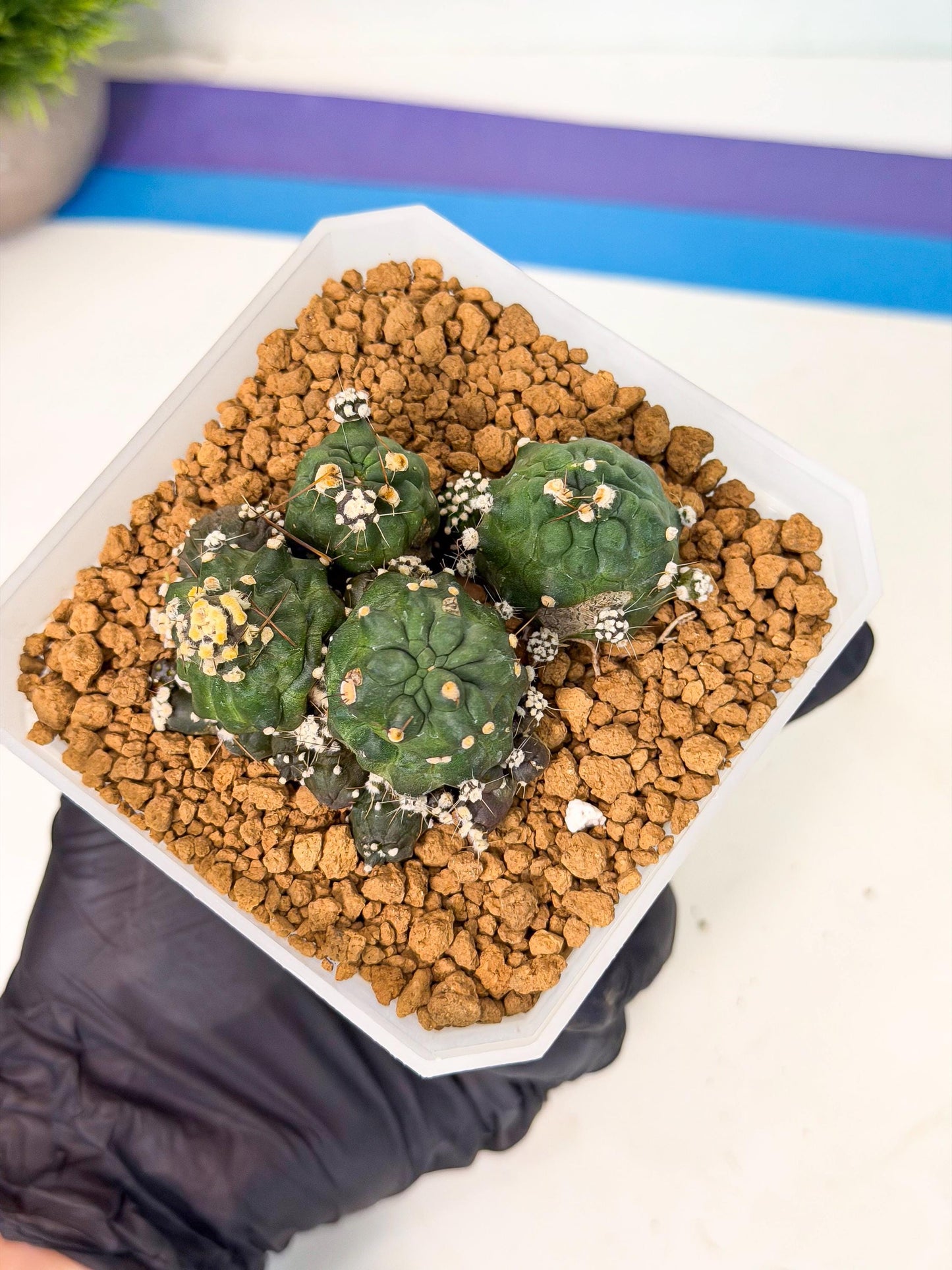 Shaferi Monstruosa (p) | Use Akadama to Root