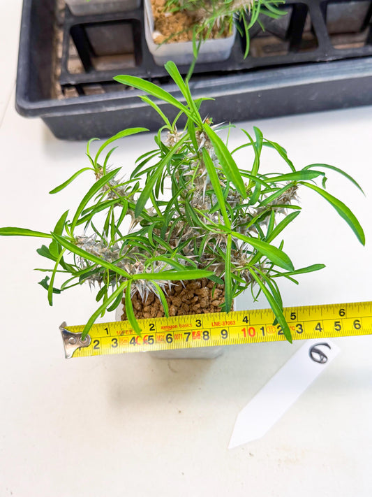 Euphorb Genoudiana (6) | imported Plants