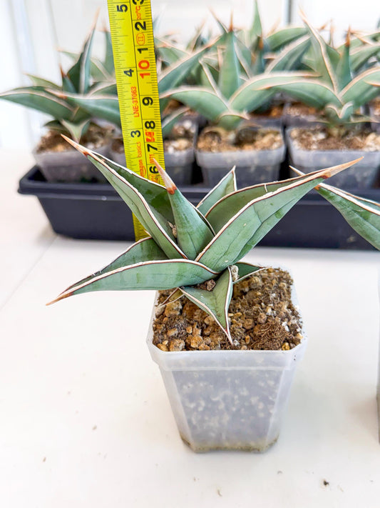 Sansevieria Pinguicula (SM) | Walking Sansevieria
