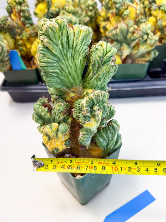 Cereus monstruosus Variegatus Hort (b) | Imported