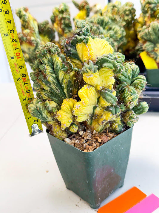 Cereus monstruosus Variegatus Hort (op) | Imported