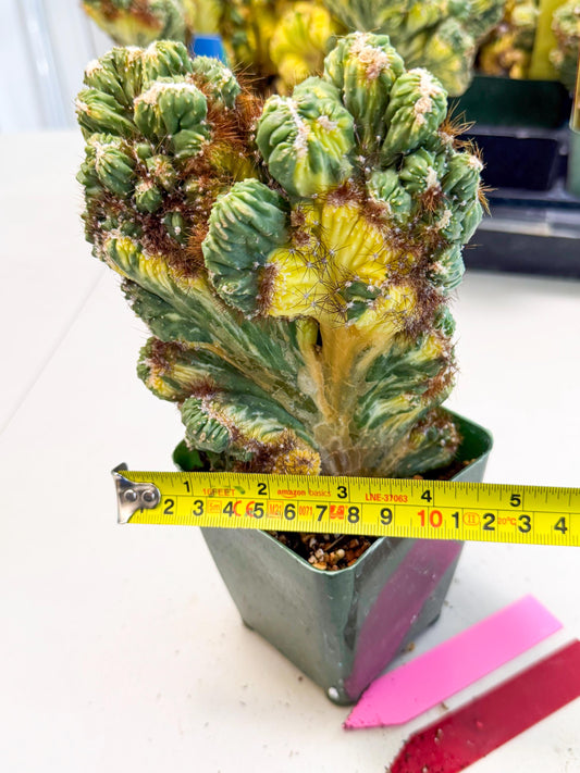 Cereus monstruosus Variegatus Hort (rp) | Imported