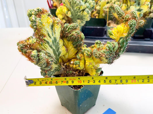 Cereus monstruosus Variegatus Hort (bg) | Imported