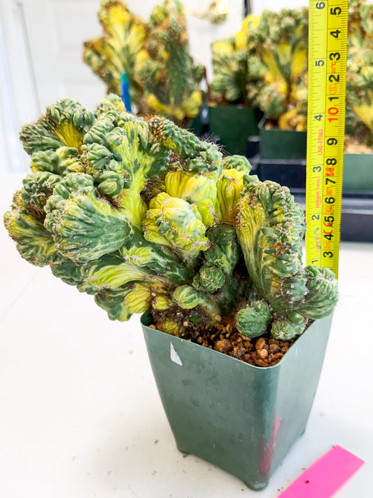 Cereus monstruosus Variegatus Hort (p) | Imported